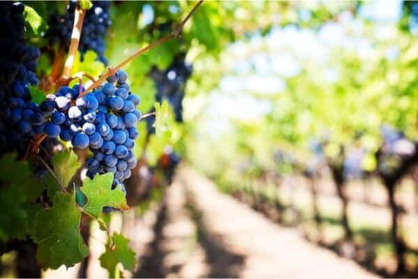 racimo de uvas