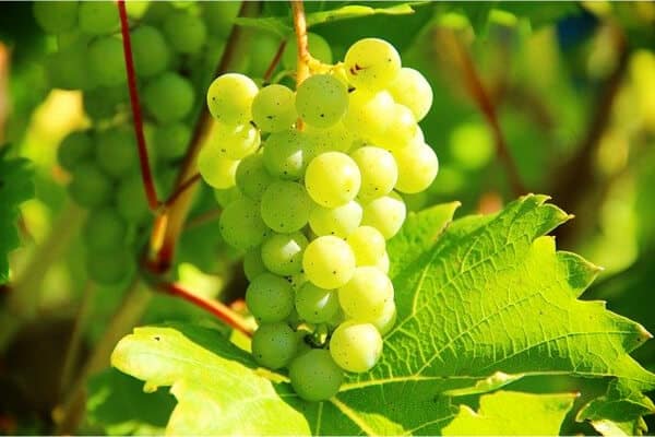 uvas amarillas