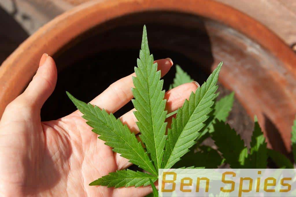 cannabis, cbd, marijuana