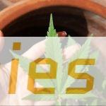 cannabis, cbd, marijuana