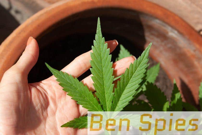 cannabis, cbd, marijuana