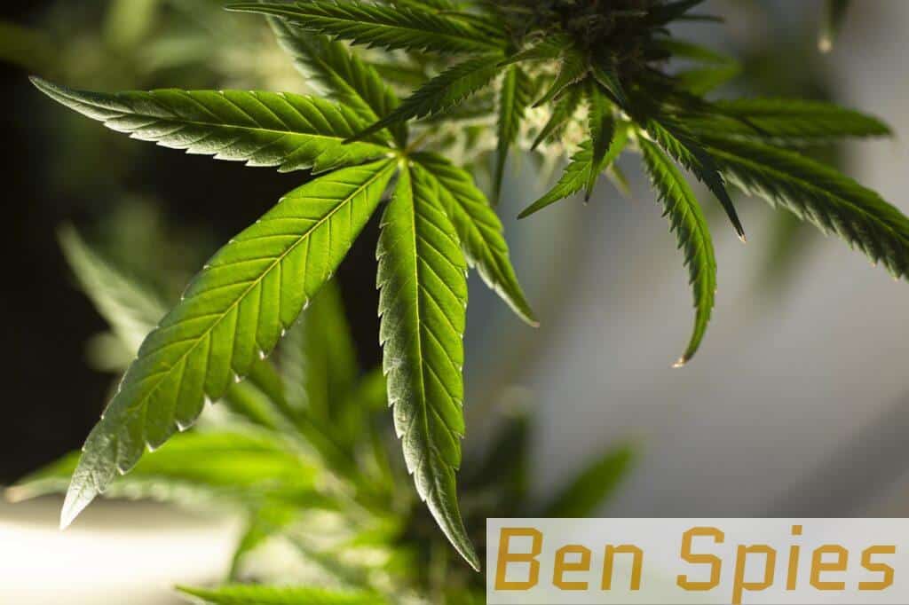 Top 3 ecommerce para comprar CBD en España