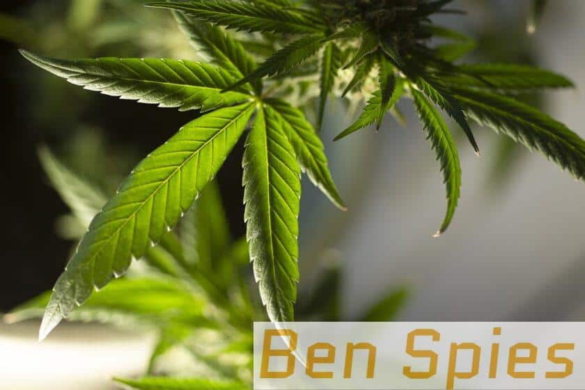 Top 3 ecommerce para comprar CBD en España