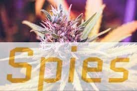 flores cbd